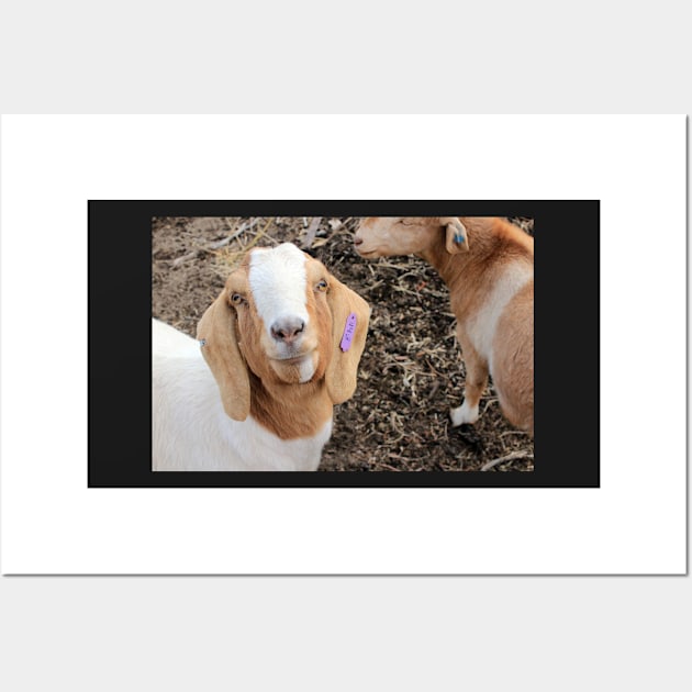 Daphne The Goat Wall Art by ElisabethFriday